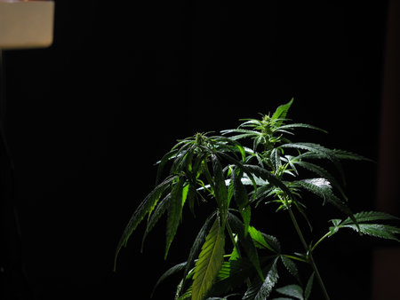 growing medical cannabis under LED lightsの写真素材