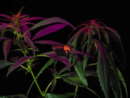 growing medical cannabis under LED lights