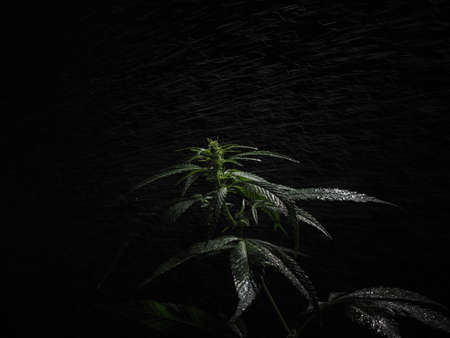 growing medical cannabis under LED lights