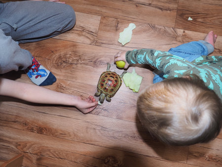 children spend feeding a land tortoise with cabbageの写真素材