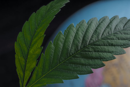 Cannabis leaf on the globe. The concept of legalization of marijuana in the world.