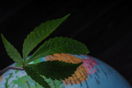 Cannabis leaf on the globe. Thematic photos of hemp and marijuana. Green background of leaves.の写真素材