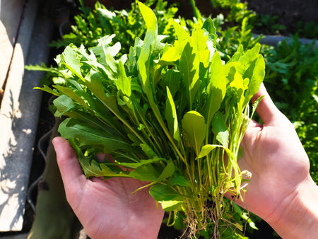 Bunch of young arugula in the hands of a womanの写真素材