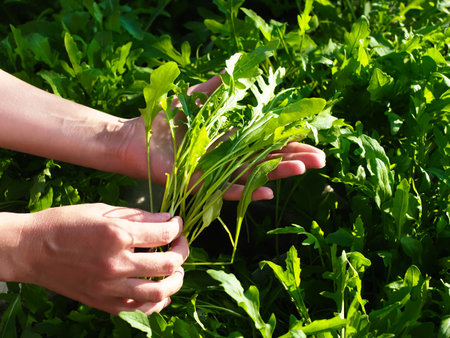 Woman's hands holding fresh green arugula growing in the gardenの写真素材
