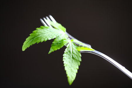 Cannabis leaf on a fork over dark background with copy spaceの写真素材
