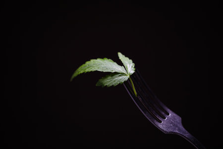Cannabis leaf on a fork on a black background close upの写真素材