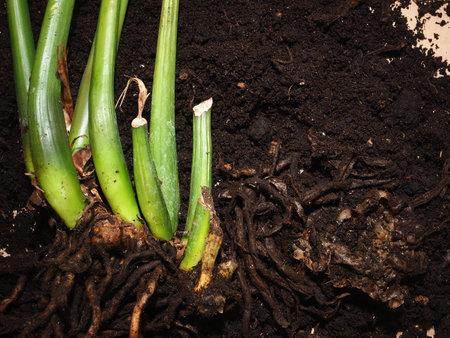Green sprouts of hyacinths with roots on soil backgroundの写真素材