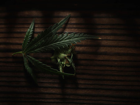 Cannabis leaf on a dark background. Green leaves of marijuana
