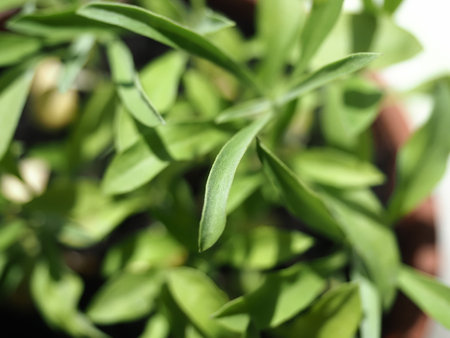 young lacfiole flower plants in a pot . Cheiranthus Cheiri