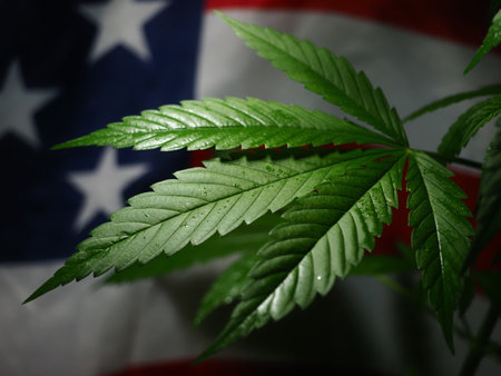 Cannabis leaf on the background of the flag of the United States of Americaの写真素材