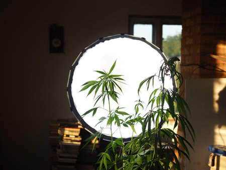 male flowers cannabis medical marijuanaの写真素材