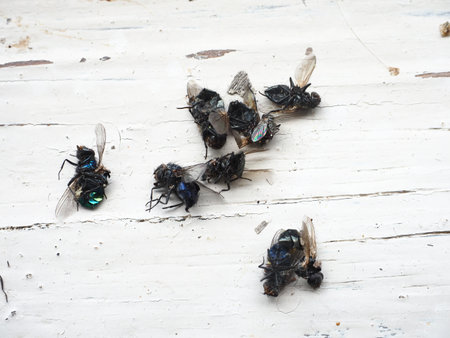 dead flies on a white wooden background, dead flies, dead fliesの写真素材