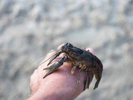 Live crayfish on the palm of a man's hand.