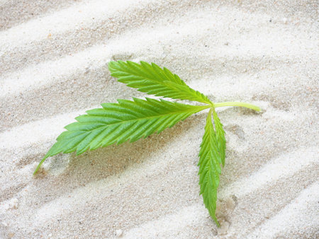 Cannabis leaf on the sand. Cannabis leaf on the sandの写真素材