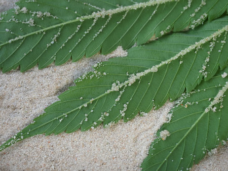 Cannabis leaf on sand with sea salt, closeup of photoの写真素材