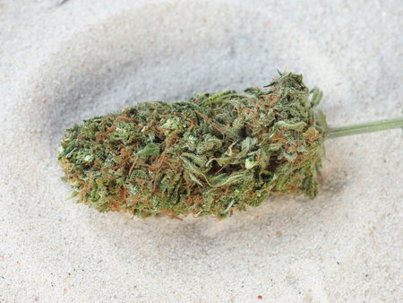 Cannabis buds on the sand. Close-up of cannabis buds.の写真素材