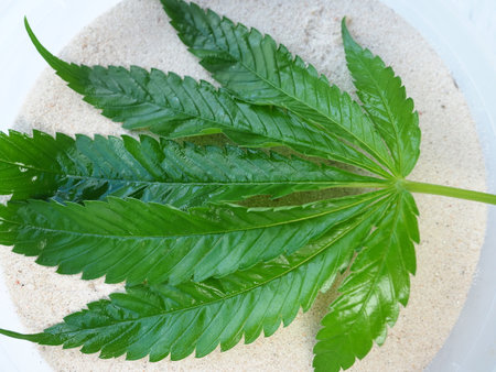 Cannabis leaf on white sand, close-up, backgroundの写真素材