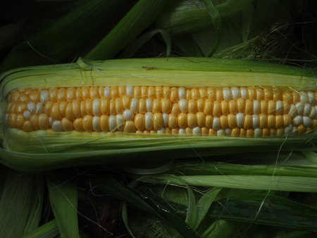 Fresh corn on the cob with green leaves on the dark background.の写真素材