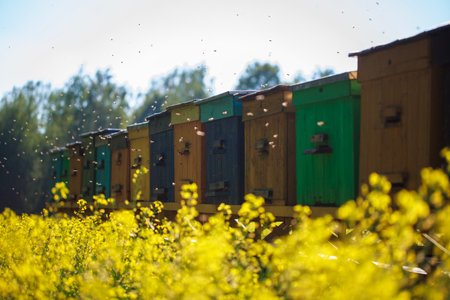 Beehives in a yellow field of blooming rapeseed.の写真素材