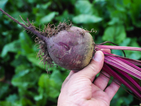Beetroot in hand on a background of green beet leaves.