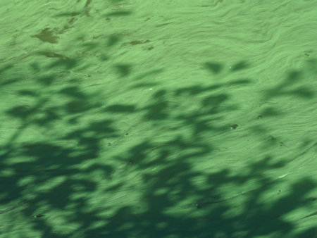 abstract background of green water surface with shadow of tree branches.