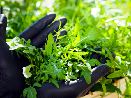 Farmer wearing black rubber gloves harvesting arugulaの写真素材
