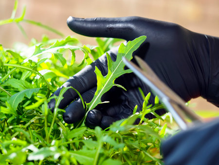 Farmer wearing black rubber gloves harvesting arugulaの写真素材