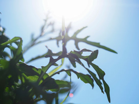 green leaves on blue sky background with sun rays, shallow depth of field