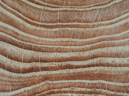 Wooden texture of a tree trunk. Abstract background for design.
