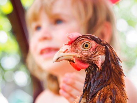Cute little girl holding a rooster in her hands. Selective focus.の写真素材