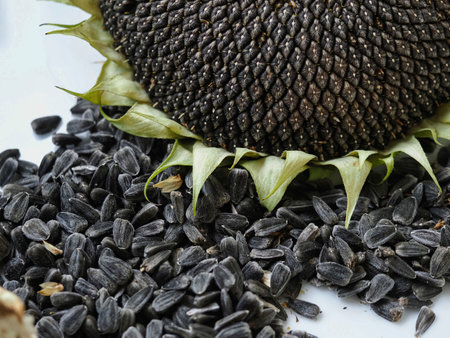 Sunflower seeds and black sunflower seeds on a white background.の写真素材