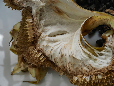 Dried durian fruit on white background. Dried durian fruit close up.の写真素材