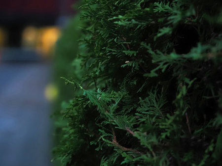 Green thuja branches close-up on a background of the street.