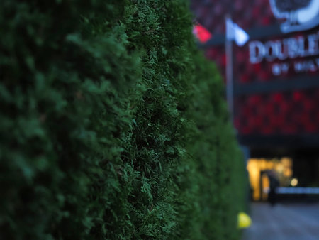 Green thuja tree in front of the football stadium. Nature background.の写真素材