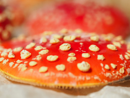 Red fly agaric mushroom closeup macro photography, selective focusの写真素材