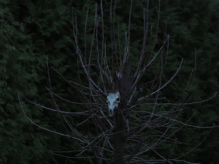 Dead owl on a tree branch in the forest. Halloween concept.の写真素材