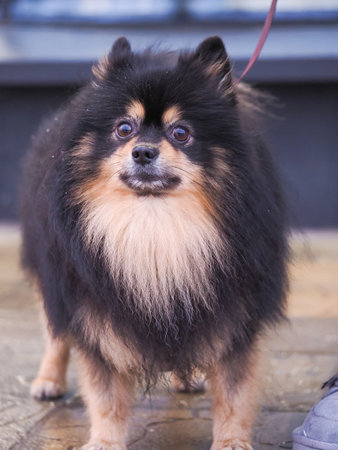 Pomeranian spitz dog standing on the floor in the parkの写真素材