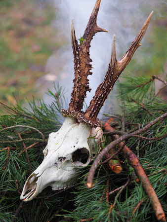 Skull of a deer with antlers on a pine branch.の写真素材