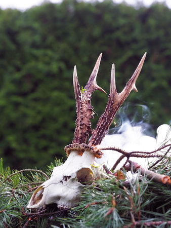 Deer skull with horns on the background of the forest and snowの写真素材