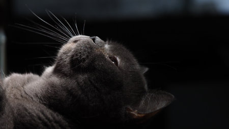 black cat close-up on a dark background, muzzle with mustacheの写真素材
