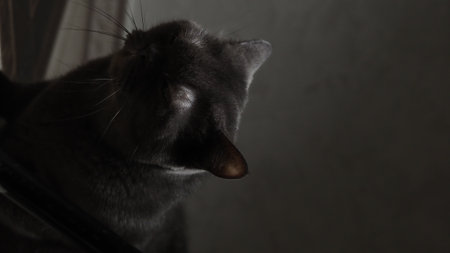 black cat close-up on a dark background, muzzle with mustacheの写真素材