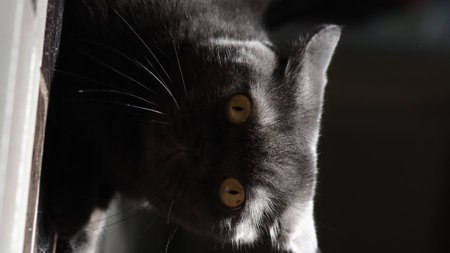 black cat close-up on a dark background, muzzle with mustacheの写真素材