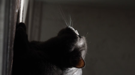 black cat close-up on a dark background, muzzle with mustacheの写真素材
