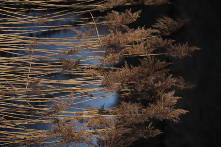 dry yellow reeds on a background of waterの写真素材