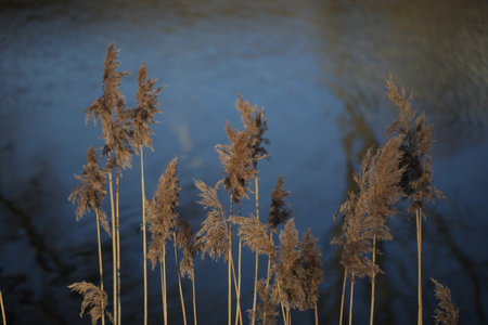 dry yellow reeds on a background of water