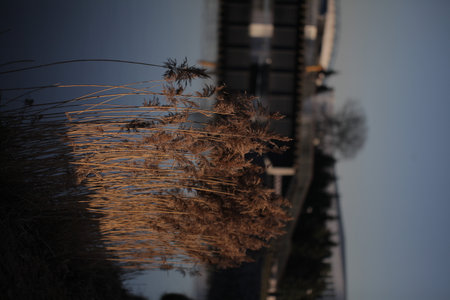 dry yellow reeds on a background of water