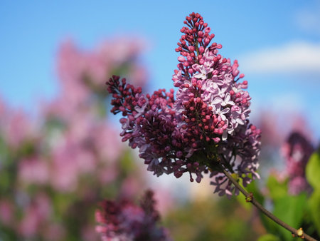 branches blooming in the lilac garden against the blue skyの写真素材