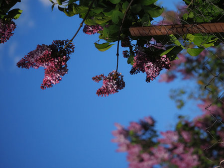 branches blooming in the lilac garden against the blue skyの写真素材