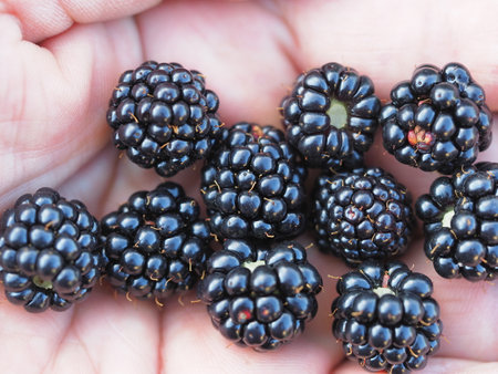 Ripe blackberries in the hands of a farmer close-upの写真素材