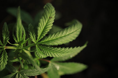 hemp plant medical cannabis pot growing at home